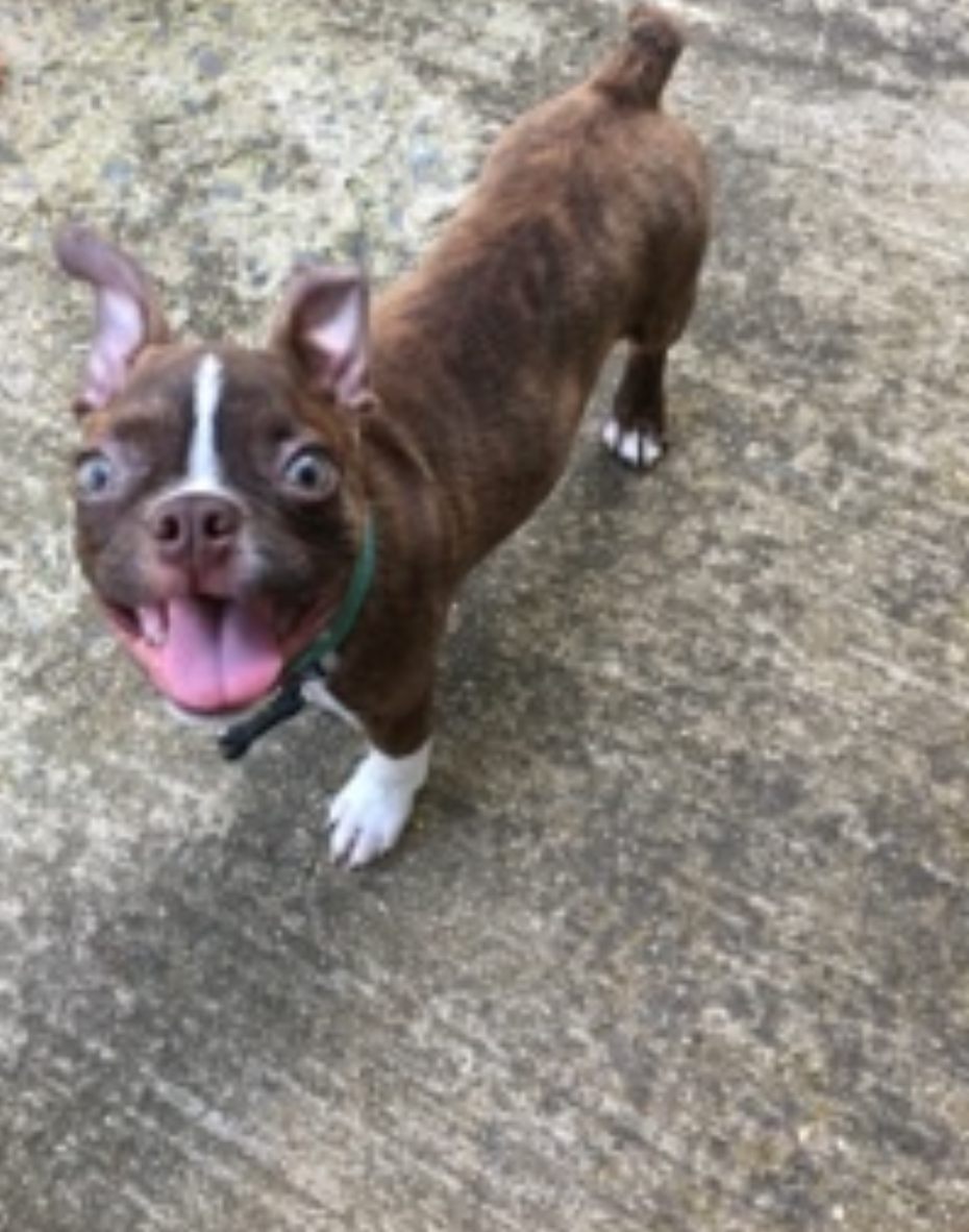 You are currently viewing Can a Trust Be Created to Protect a Pet? – Annapolis and Towson Estate Planning